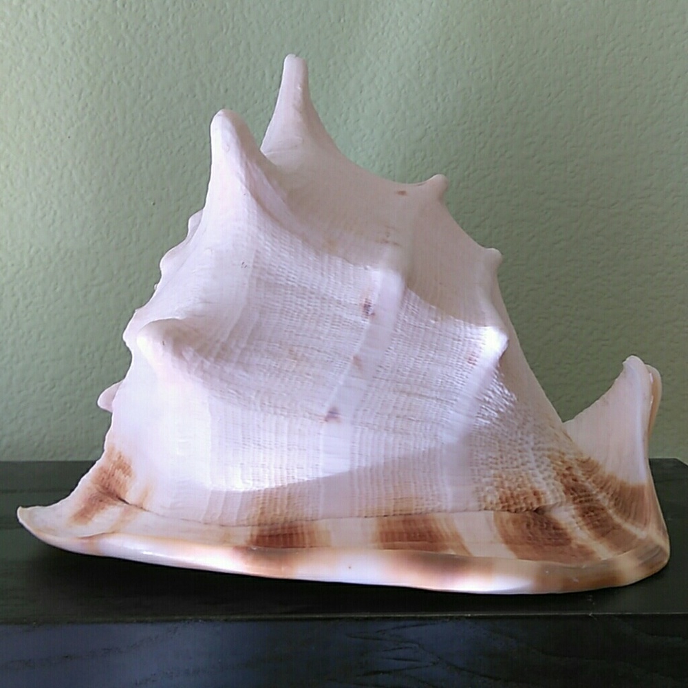SEA SHELL